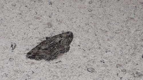 Peribatodes rhomboidaria
